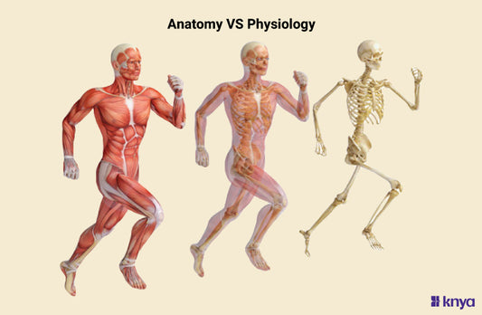 Difference Between Anatomy and Physiology