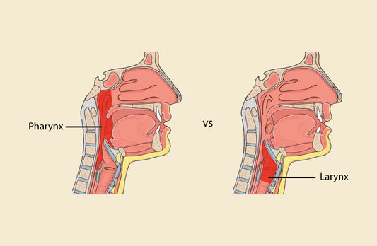 Difference Between Pharynx And Larynx