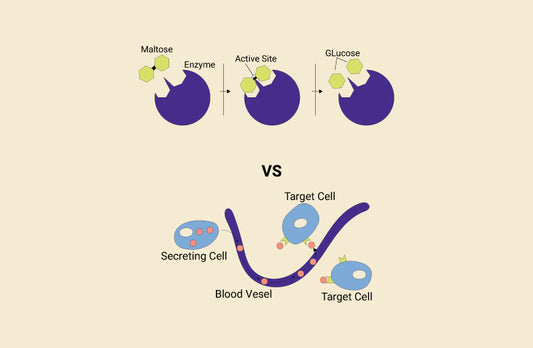 Difference Between Hormone and Enzyme