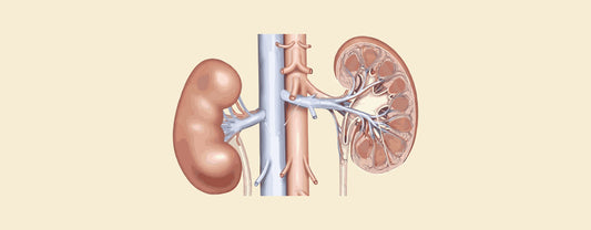 Difference Between Right and Left Kidney Anatomy
