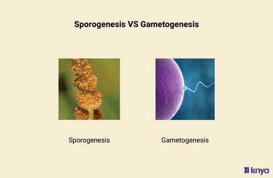 Difference Between Sporogenesis and Gametogenesis