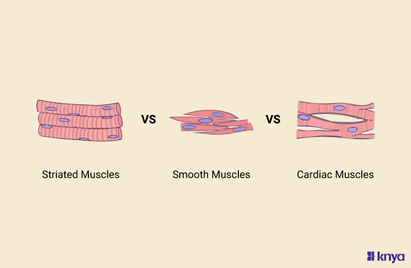 function of striated and smooth muscles