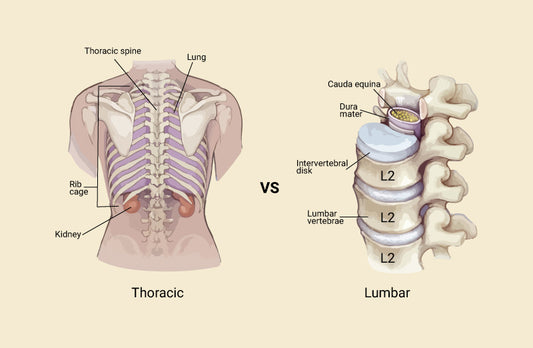 Difference Between Thoracic And Lumbar Vertebrae