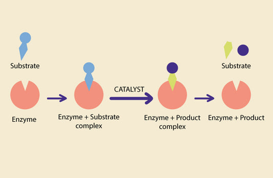 Difference Between Enzyme and Catalyst