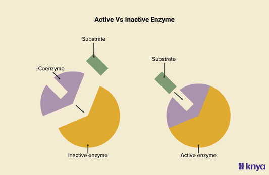 Active Vs Inactive Enzyme