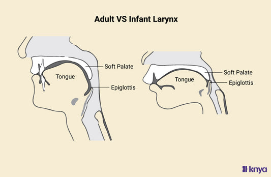 Difference Between Adult and Infant Larynx