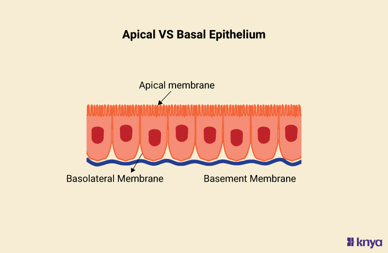 Apical vs Basal Epithelium: Functions, structures and features – Knya