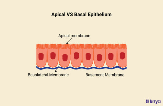 Apical vs Basal Epithelium