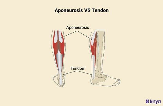 Aponeurosis Vs Tendon