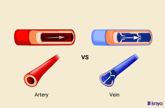 Difference Between Arteries and Veins Anatomy