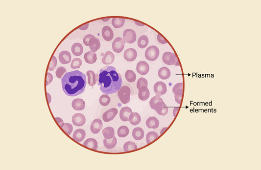 Difference Between Blood Plasma And Lymph