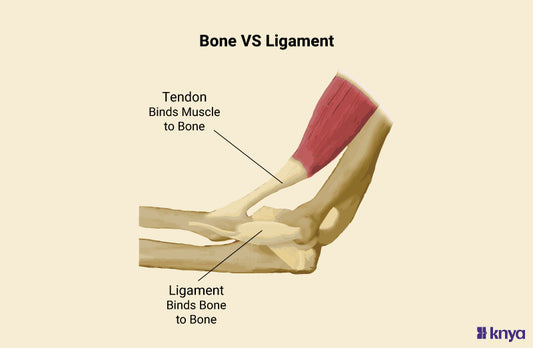 Difference Between Bone and Ligament