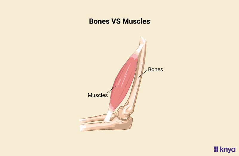 Difference Between Bones and Muscles | Know The Differences! – Knya
