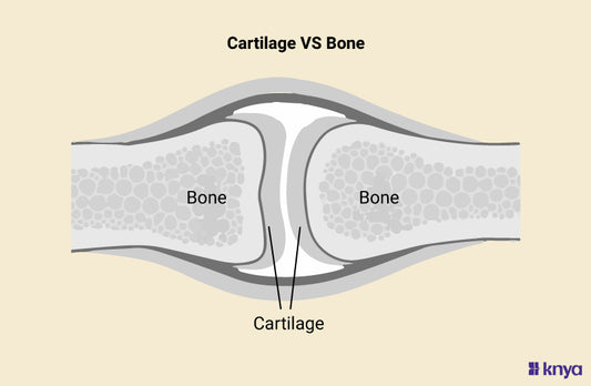 Difference Between Cartilage and Bone