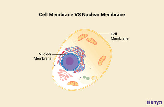 Difference Between Cell Membrane and Nuclear Membrane