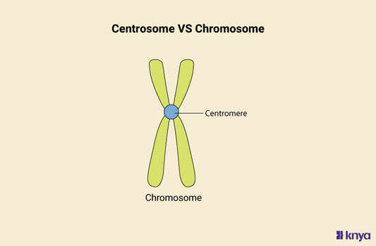 Difference Between Centrosome and Chromosome