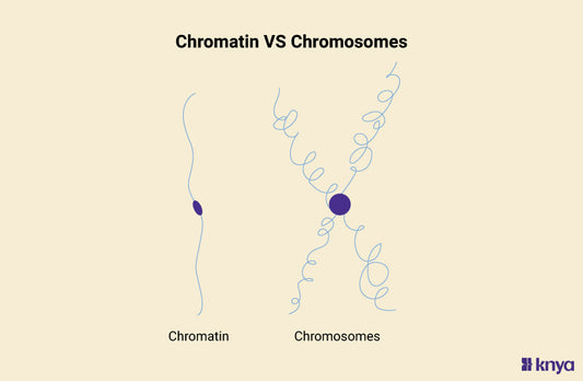 Difference Between Chromatin and Chromosomes