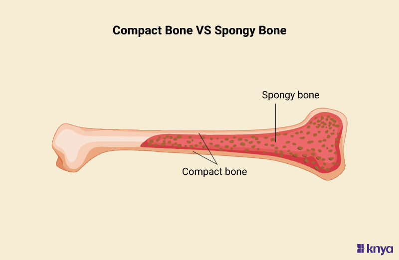 Spongy Vs Compact Bone Histology