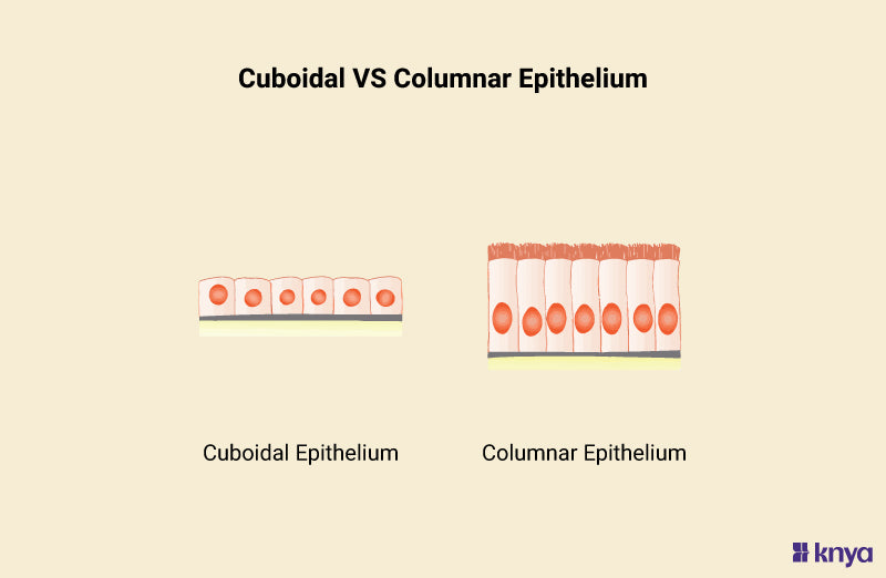 Difference Between Cuboidal and Columnar Epithelium | Explained – Knya