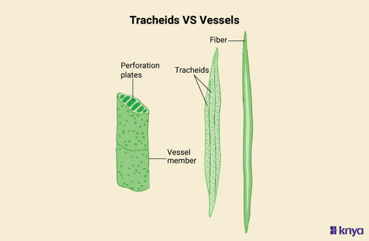 Difference between Tracheids and Vessels