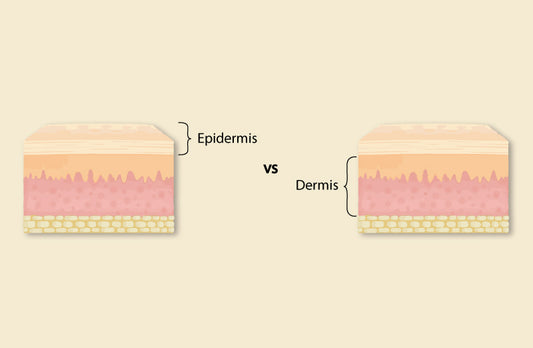 Difference Between Dermis And Epidermis