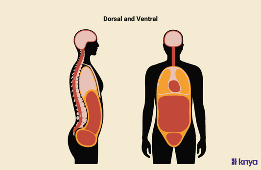 Dorsal Vs Ventral: Explained in Detail with Similarities