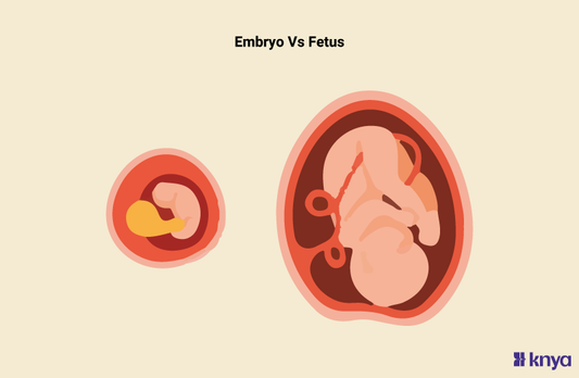 Embryo Vs Fetus