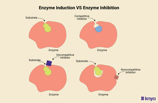 Difference Between Enzyme Induction and Enzyme Inhibition