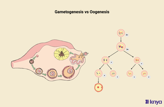Difference Between Gametogenesis and Oogenesis