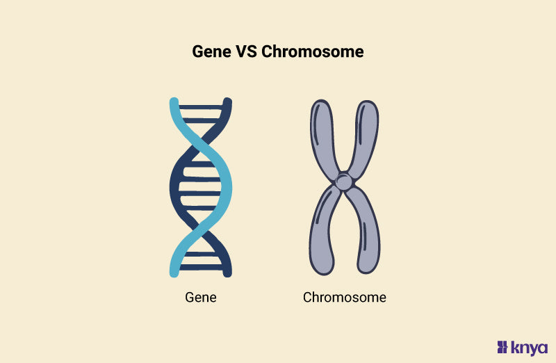 Difference Between Gene and Chromosome: Explained in Detail – Knya