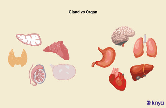Difference Between Gland and Organ