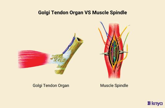 Golgi Tendon Organ Vs Muscle Spindle