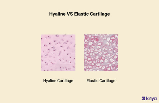 Difference Between Hyaline and Elastic Cartilage