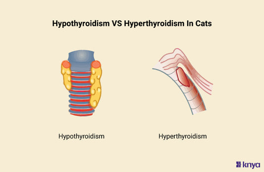 Hypothyroidism Vs Hyperthyroidism In Cats