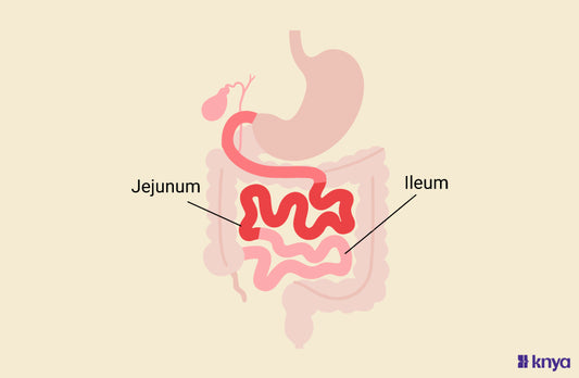 Difference Between Jejunum and Ileum Anatomy