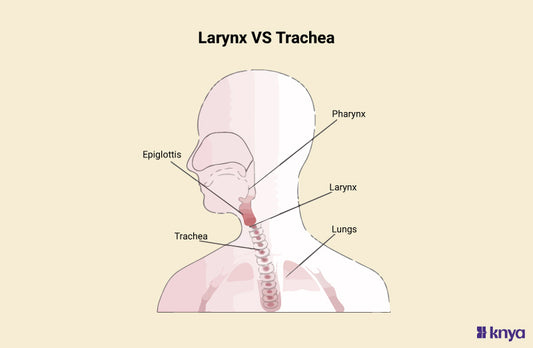 Difference Between Larynx and Trachea