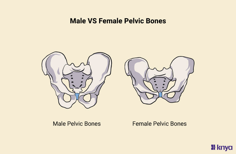 Male And Female Skeleton Pelvis