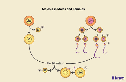 Difference Between Meiosis in Males and Females