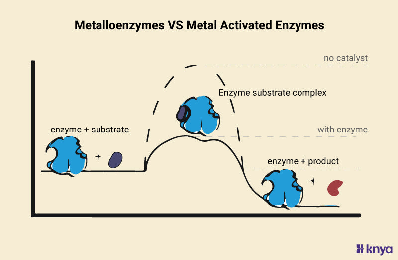 Difference Between Metalloenzymes and Metal Activated Enzymes – Knya