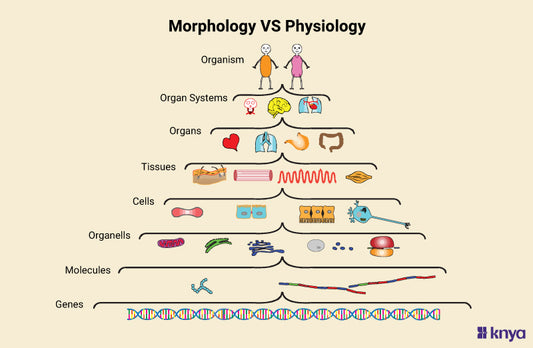 Difference Between Morphology and Physiology