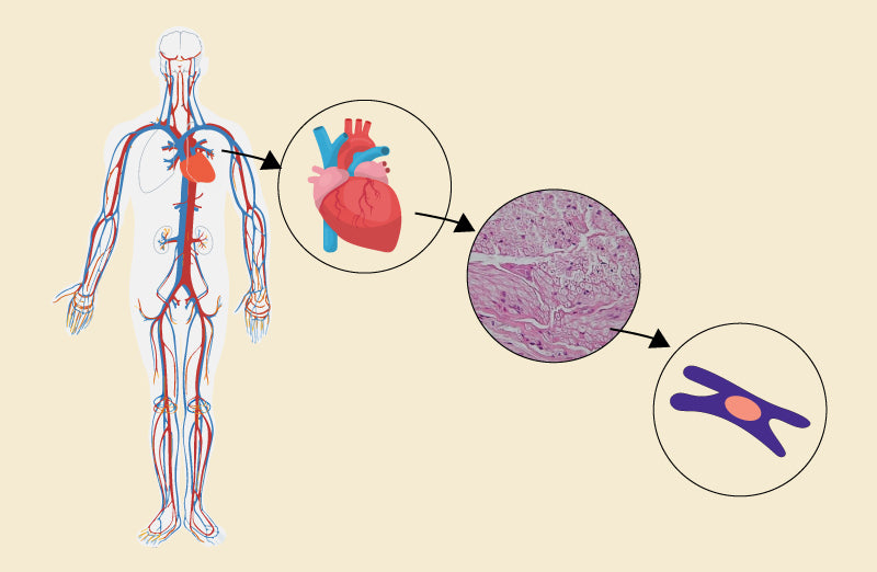 Morphology-vs-anatomy.jpg?v=1704286873