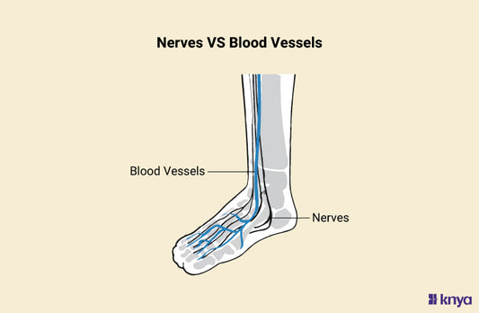 Difference Between Nerves and Blood Vessels