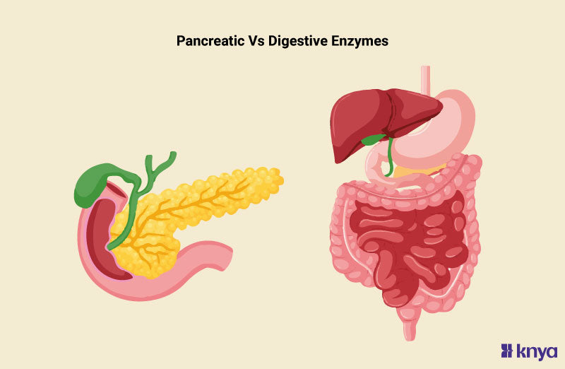 Difference Between Pancreatin Vs Enzymes: Digestive Dilemma – Knya