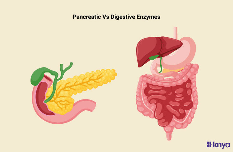 Difference Between Pancreatin Vs Enzymes: Digestive Dilemma – Knya