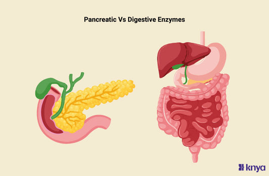 Pancreatin Vs Digestive Enzymes