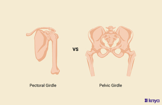 Difference Between Pectoral and Pelvic Girdle