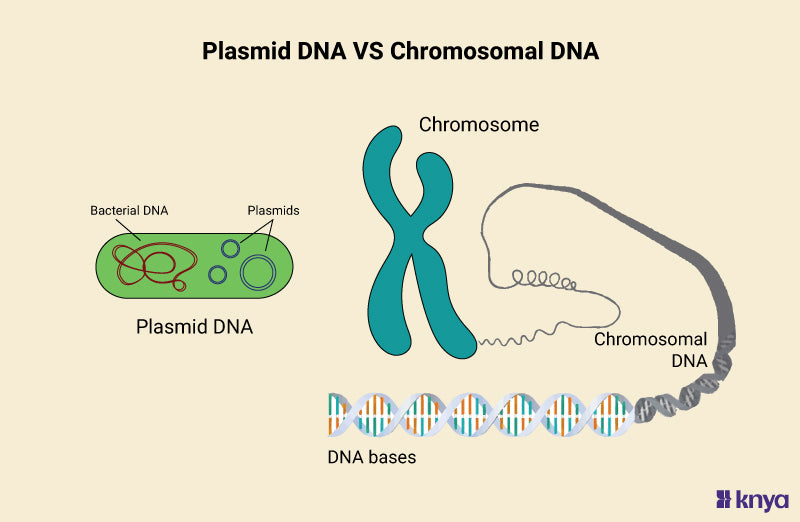 Plasmid DNA Vs Chromosomal DNA: Appreciating the Genetic Code – Knya