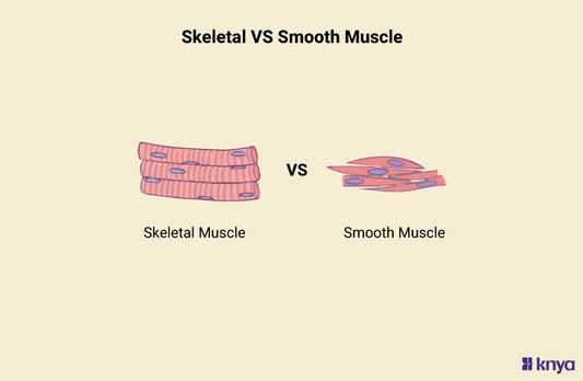 Difference Between Skeletal and Smooth Muscle