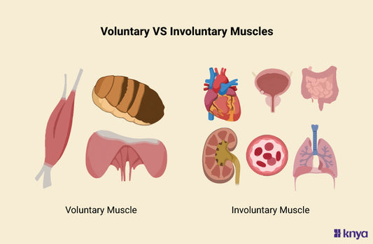 Difference Between Voluntary and Involuntary Muscles