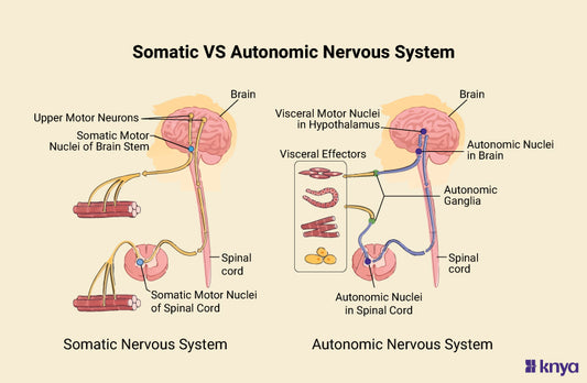 Difference Between Somatic and Autonomic Nervous System